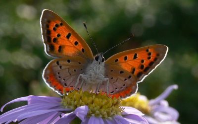 Old Park’s Butterflies