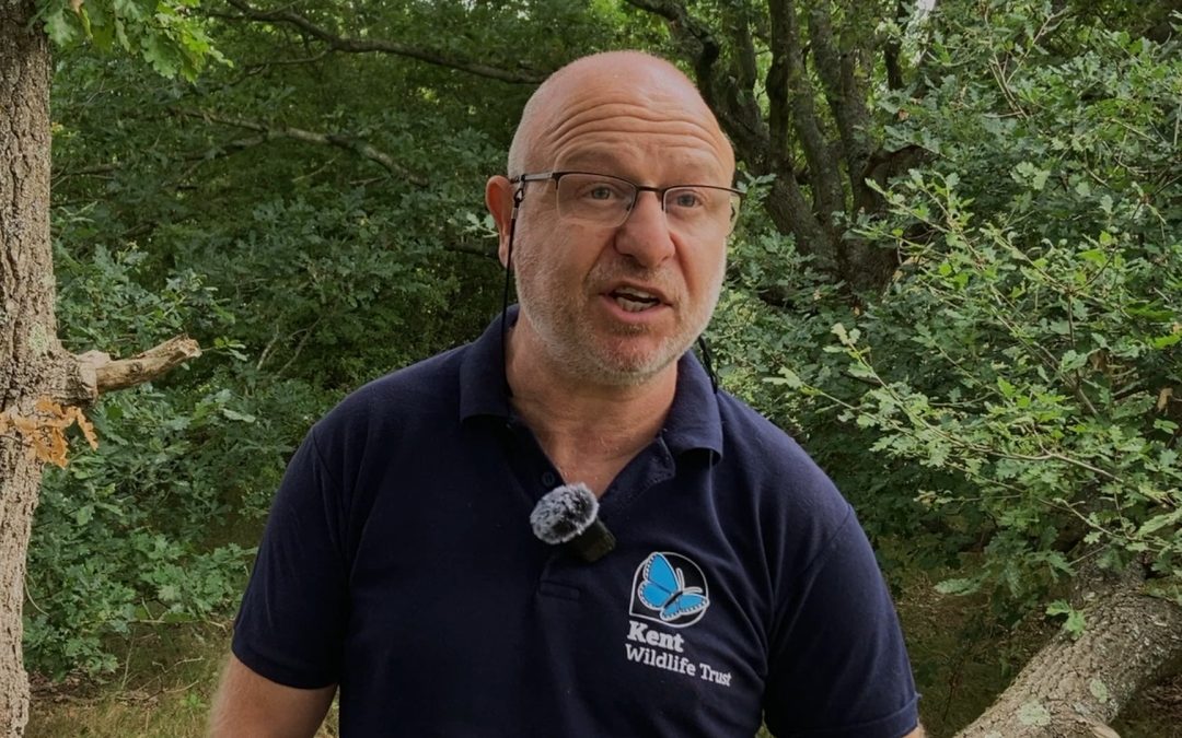 Old Park has just been designated as a Local Wildlife Site by Kent Wildlife Trust