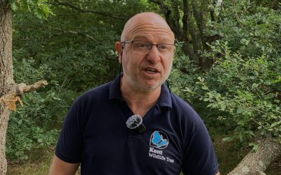 Old Park has just been designated as a Local Wildlife Site by Kent Wildlife Trust
