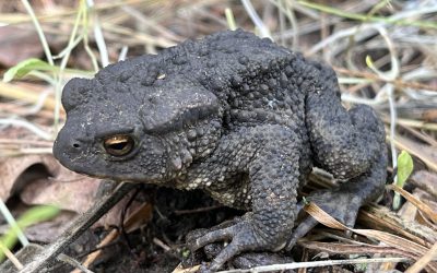 December 2025 Newsletter