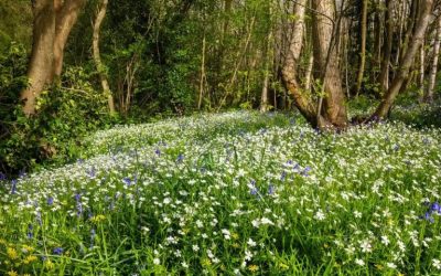 Breaking: Bid to buy green jewel in city’s crown launched